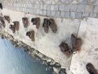Shoes on the Danube bank